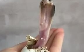 Baby King Cobra Hatching, Cute But Deadly