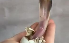 Baby King Cobra Hatching, Cute But Deadly