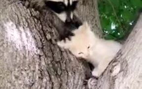 Raccoon Giving Premium Head Scratches To A Kitten - Animals - VIDEOTIME.COM