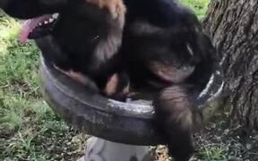 Here We Have A Nesting Dog - Animals - VIDEOTIME.COM