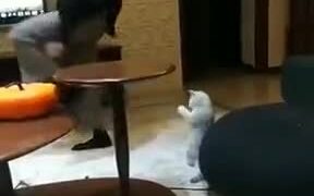 This Cat Did Take Some Dance Lessons