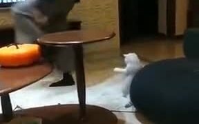 This Cat Did Take Some Dance Lessons - Animals - VIDEOTIME.COM