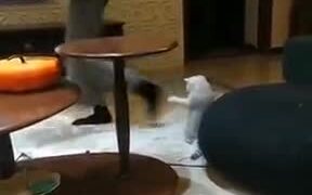 This Cat Did Take Some Dance Lessons