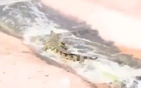 A Fun Waterpark Slide For A Gator - Animals - VIDEOTIME.COM