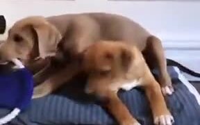 The Puppy Wars: The Redemption Of The Toy - Animals - VIDEOTIME.COM