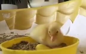 Tiny Ducklings Scooting Around For Food - Animals - VIDEOTIME.COM