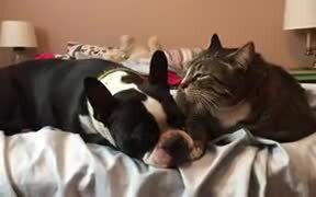 Cat, The Dog's Personal Assistant - Animals - VIDEOTIME.COM