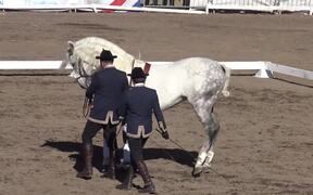 Spanish Horse Show - Animals - VIDEOTIME.COM