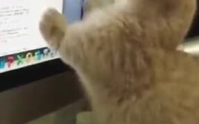 Even Cat Is Surfing The Net - Animals - VIDEOTIME.COM