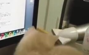 Even Cat Is Surfing The Net
