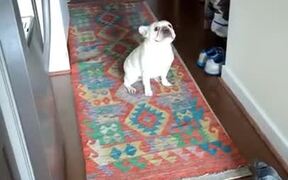 Bulldog Engages In A Staring Contest
