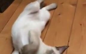 This Cat Can Act In A Play Easily