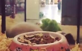 Guinea Pig's Either Bored Or Sick - Animals - VIDEOTIME.COM