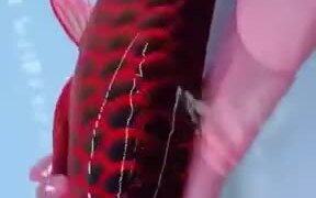 The Asian Red Arowana - Animals - VIDEOTIME.COM