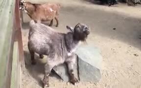When You Finally Scratch That Itch After All Day - Animals - VIDEOTIME.COM