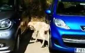 Do Insurance Companies Cover Angry Goat Attacks?