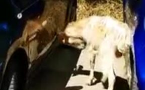 Do Insurance Companies Cover Angry Goat Attacks?