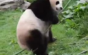 Here Is The Real-Life Kung-Fu Panda