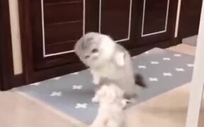 Is The Cat Teaching The Puppy Dance Moves? - Animals - VIDEOTIME.COM