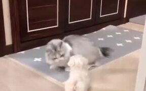 Is The Cat Teaching The Puppy Dance Moves?