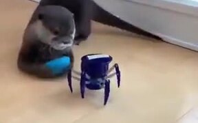 Cute Otter Scared By A Toy - Animals - VIDEOTIME.COM