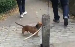 This Dog Just Will Not Give Up - Animals - VIDEOTIME.COM