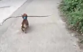 This Dog Just Will Not Give Up