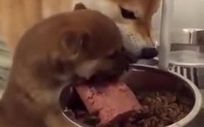 Tiny Puppy Wants All The Food For Itself
