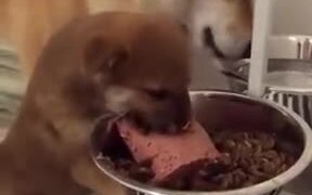 Tiny Puppy Wants All The Food For Itself