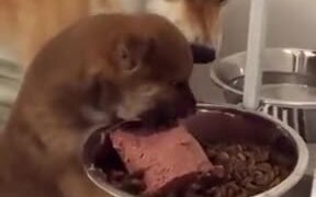 Tiny Puppy Wants All The Food For Itself - Animals - VIDEOTIME.COM