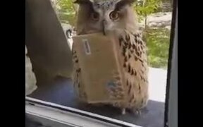 So Hedwig Is Real After All - Animals - VIDEOTIME.COM