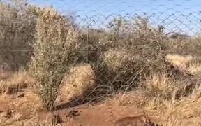 Caracals Can Make Some Seriously High Jumps