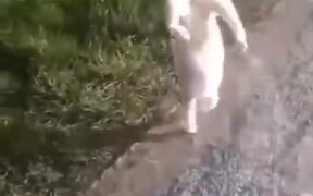 Even Cats Are Doing Handstands These Days - Animals - VIDEOTIME.COM