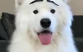 Dogs With Eyebrows Are The Best