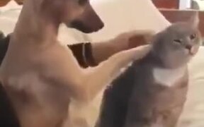 Cat Enjoys Double Head Scratches - Animals - VIDEOTIME.COM