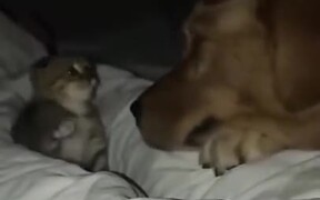 Little Kitten Not Scared Of The Big Dog - Animals - VIDEOTIME.COM