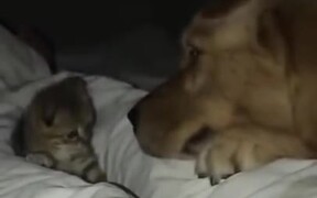 Little Kitten Not Scared Of The Big Dog - Animals - VIDEOTIME.COM