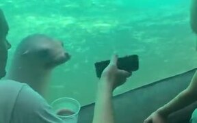 Seal's Really Interested In The Phone