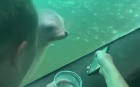 Seal's Really Interested In The Phone - Animals - VIDEOTIME.COM