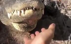 Alligators Like Belly Rubs And Scratches Too