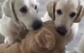 Cute Dogs Arguing About A Toy