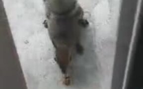 Squirrels Aren't That Cute After All - Animals - VIDEOTIME.COM