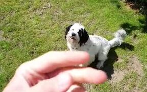 This Dog Is The Master Of Fetch