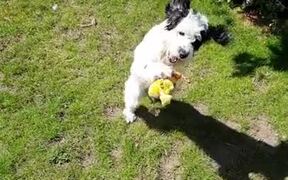 This Dog Is The Master Of Fetch