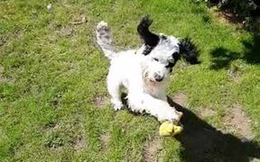 This Dog Is The Master Of Fetch - Animals - VIDEOTIME.COM