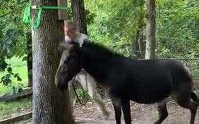 Mule Loves Playing Basketball - Animals - VIDEOTIME.COM