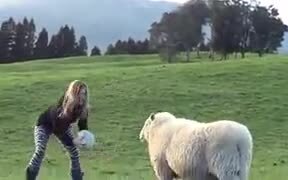 Sheep Are As Playful As Dogs - Animals - VIDEOTIME.COM