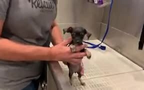 Absolutely Tiny Puppy Gets A Bath