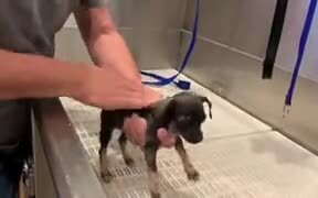Absolutely Tiny Puppy Gets A Bath - Animals - VIDEOTIME.COM