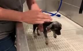 Absolutely Tiny Puppy Gets A Bath